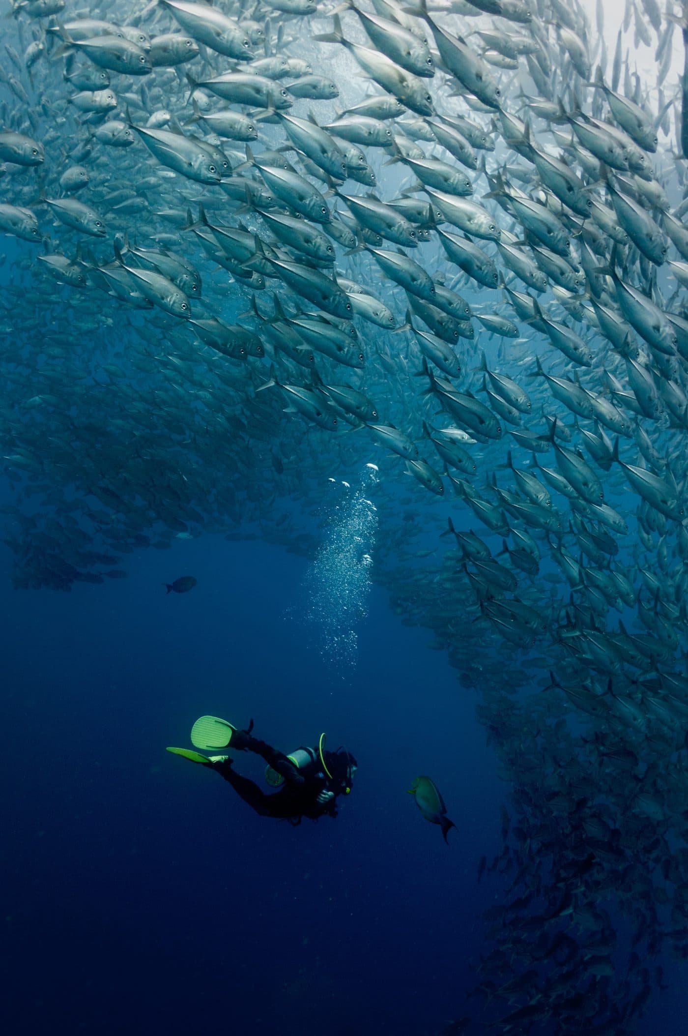 Beginner diver underwater in Koh Tao with coral reef and tropical fish
