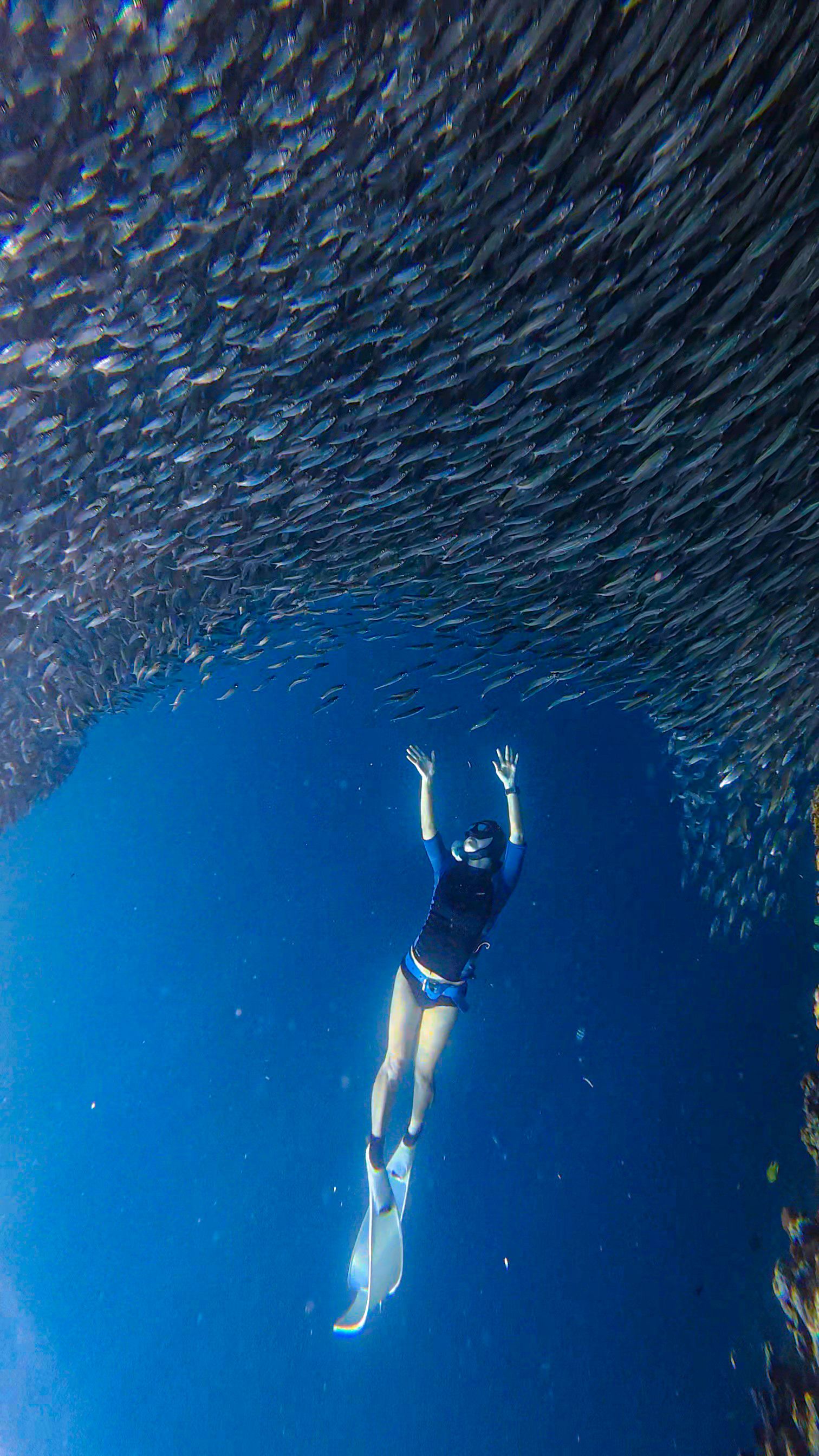 A freediver beneath a huge baitball at Sail Rock between Koh Tao and Koh Phangan