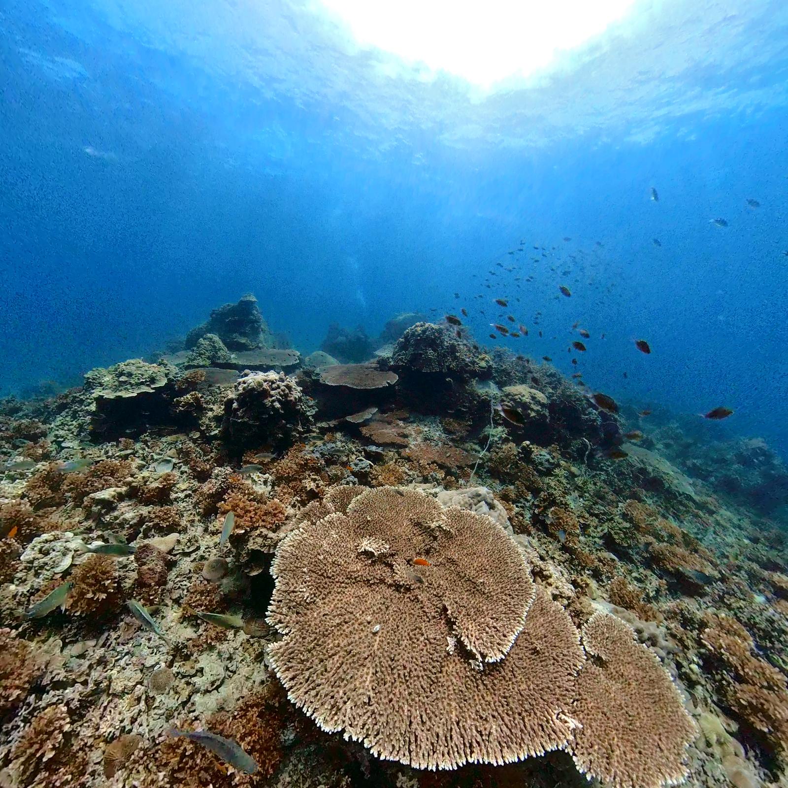 Colourful hard and soft coral gardens near Koh Nang Yuan, Koh Tao