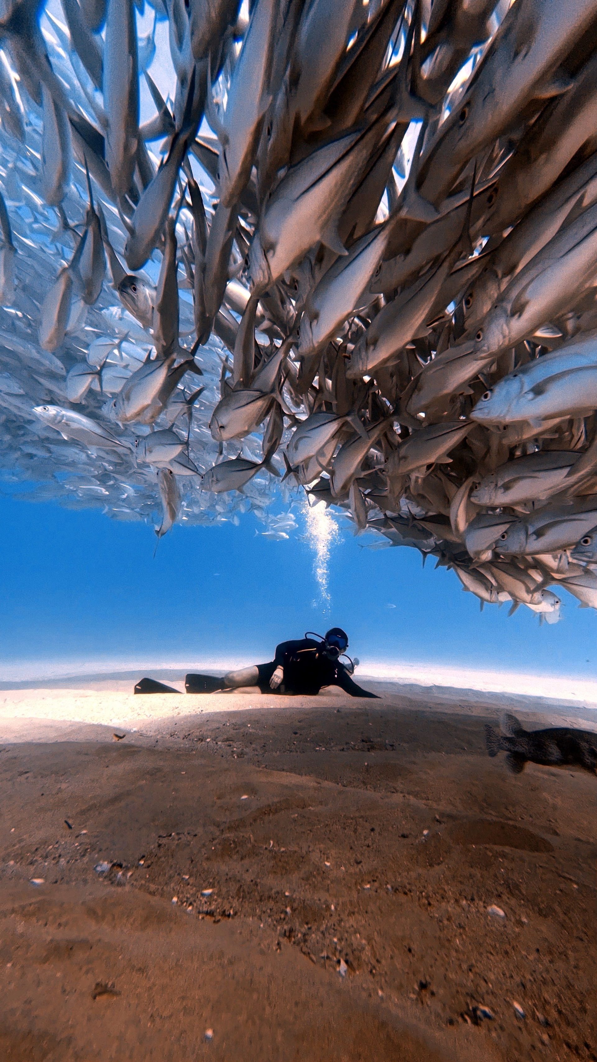 A diver beneath swirling baitfish over the HTMS Sattakut wreck, Koh Tao