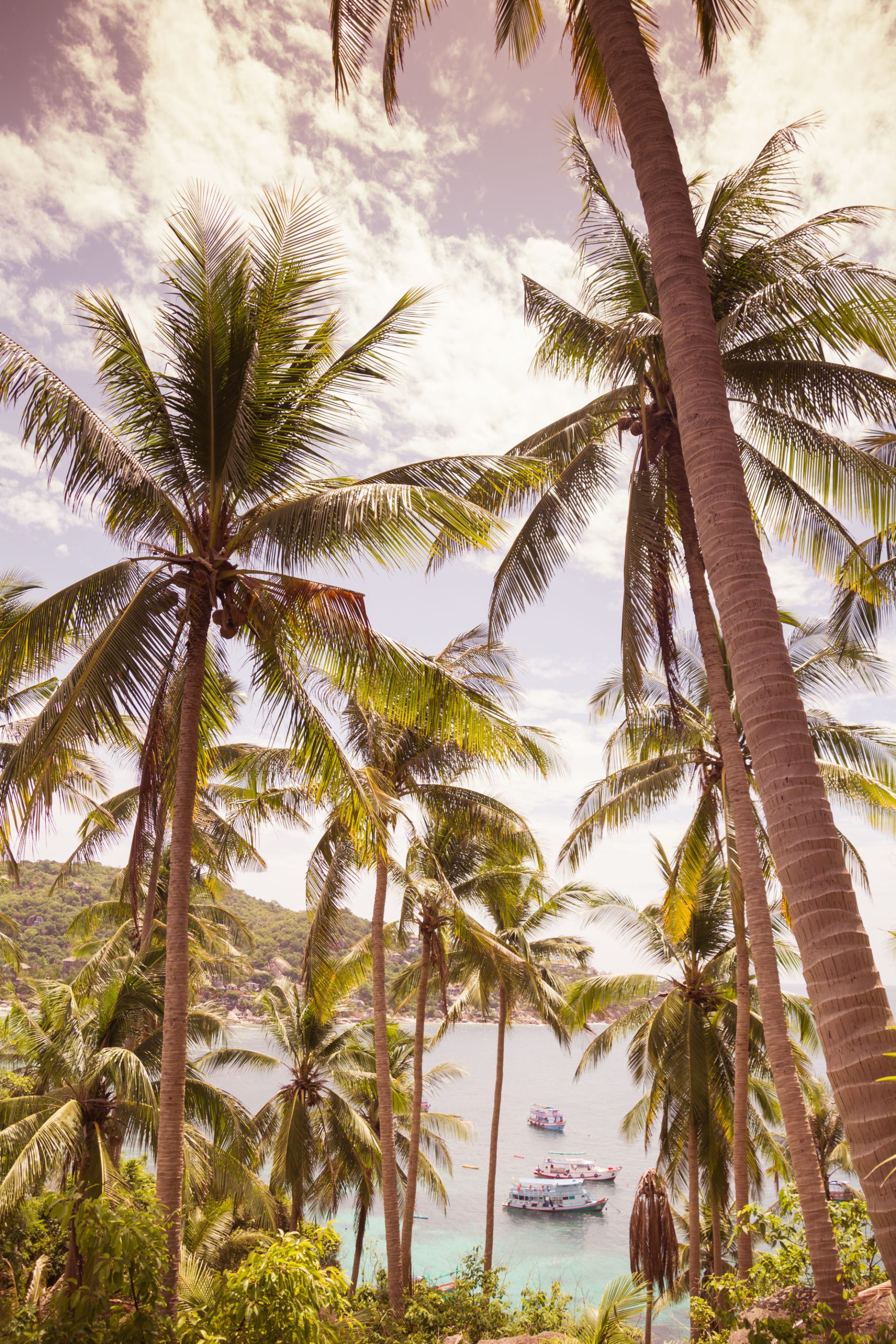 Palm trees framing the dive boats moored in Chalok Bay, Koh Tao