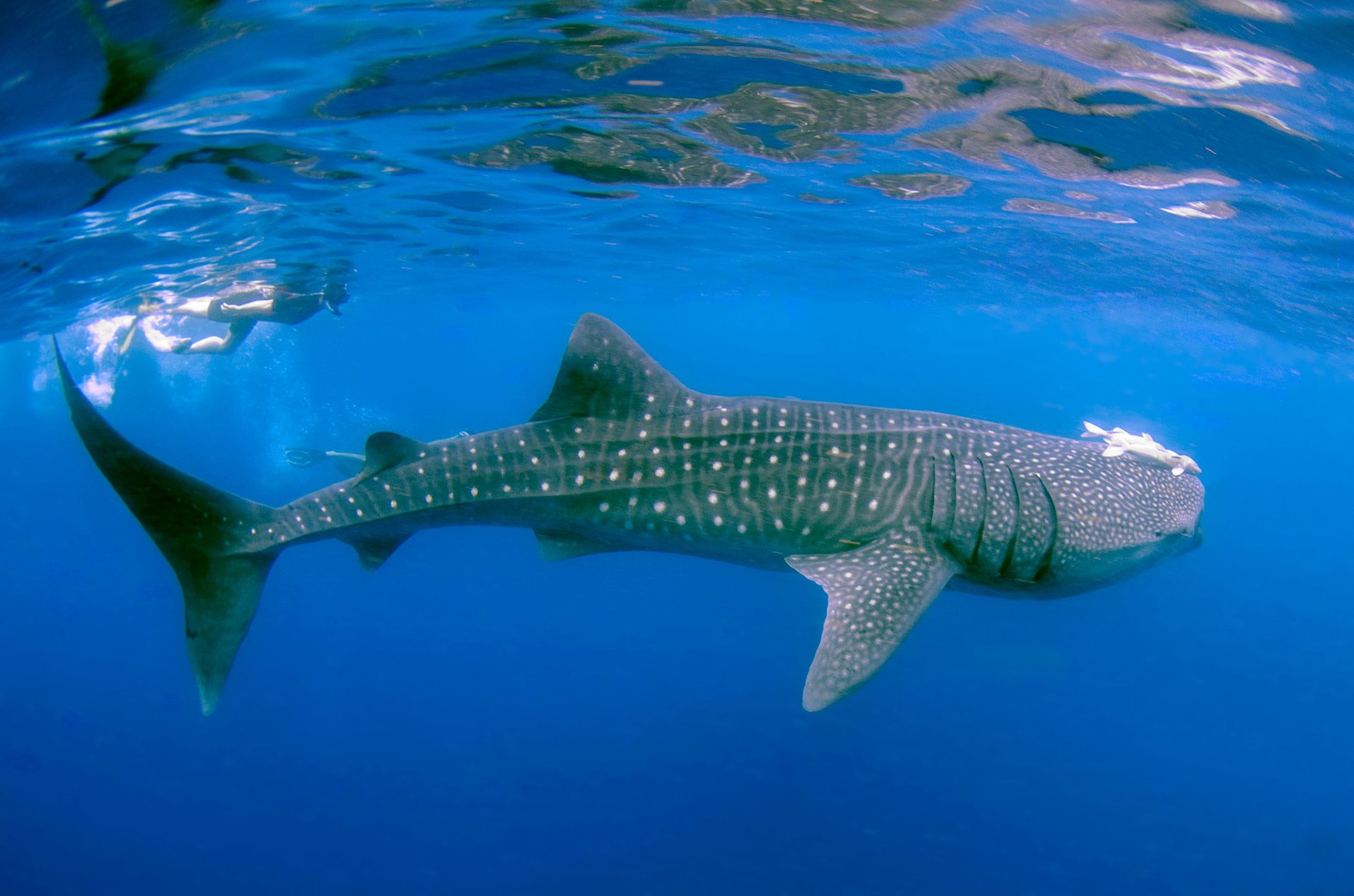 Squalo balena che passa accanto a uno snorkeler nel blu a Southwest Pinnacle, Koh Tao