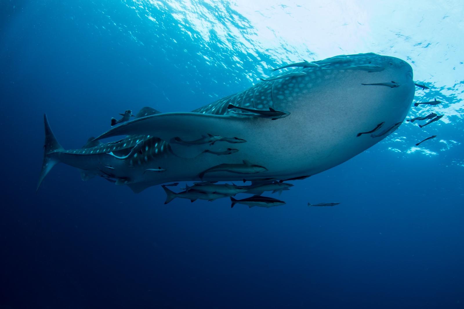 A whale shark gliding past divers at Chumphon Pinnacle near Koh Tao